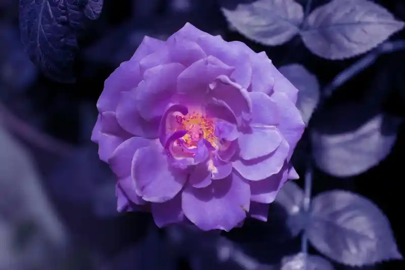 ¿Por qué se regalan flores moradas el 9 de noviembre?